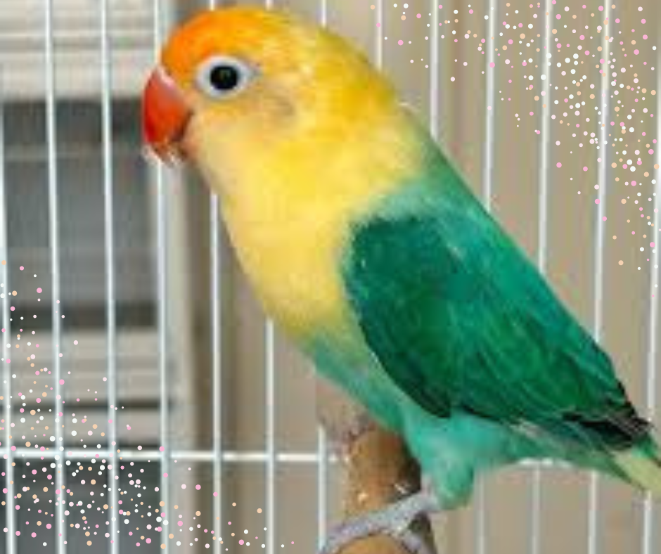 Lovebird