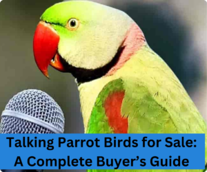 Talking Parrot Birds for Sale: A Complete Buyer’s Guide