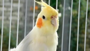 Eno Cockatiel Red Eye