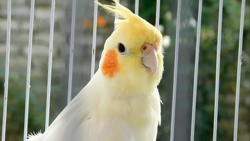 Eno Cockatiel Red Eye