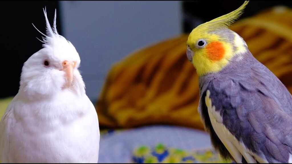 V pied Cockatiel